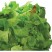 Grüner Salat Kit